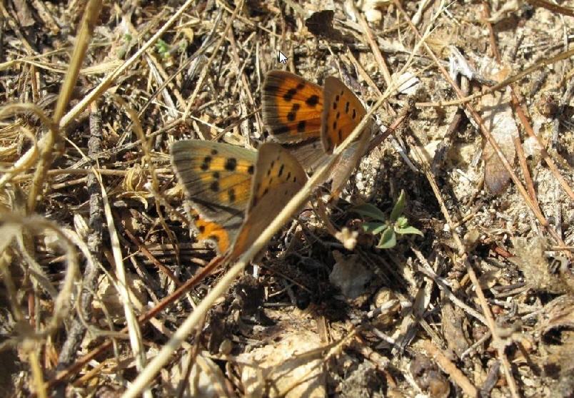 Ultimissime farfalle - Lycaena phlaeas